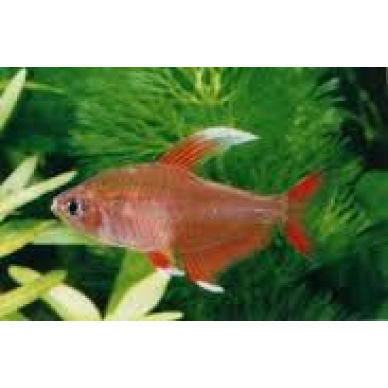 Witvin Tetra 2-2,5cm